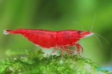 Crevettes Neocaridina Bloody Mary