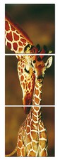 GIRAFFE/BABY&MOM ready to hang