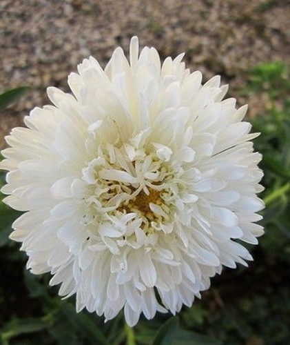 Reine marguerite plume - ♫, 'plume