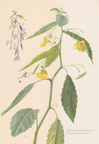 Grand springkraut impatiens - springkraut,