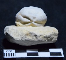 Oursin fossile de Malte