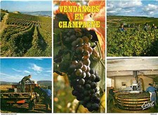 Carte Postale - Vignes -