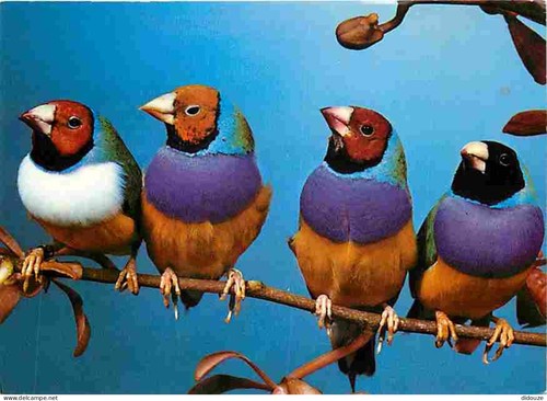 Carte postale animaux - animaux,