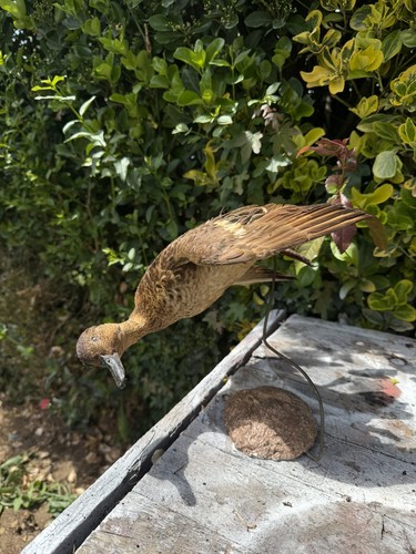 Taxidermie canard sarcelle - taxidermie,