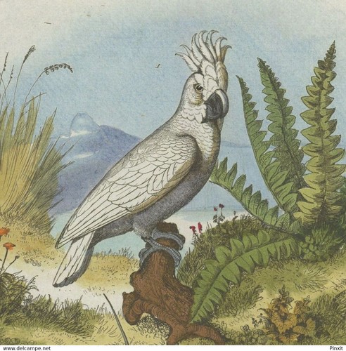 Ornithologie anhimidae kamichi - anhimidae,