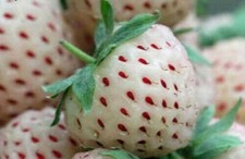 PINEBERRY BLANCHE - ANANAS AUX FRAISES BLANCHES, 50 ENSEMBLE + GRATUIT