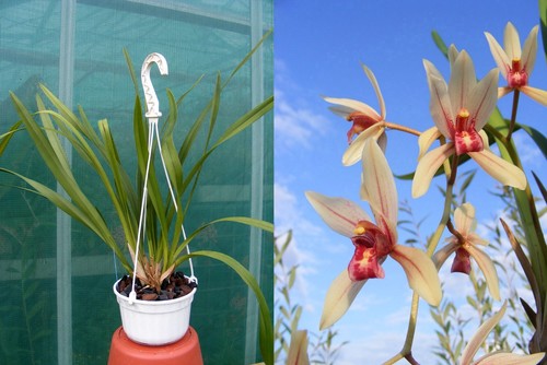 Cymbidium finlaysonianum - , x