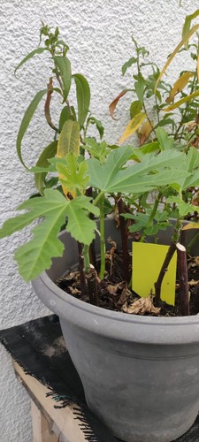 Plant figuier goutte or - de, d'or