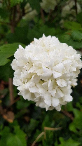Viburnum opulus roseum - opulus, /