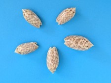 Oliva Annulata Annulata 29,5