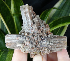 Bel Ensemble Aragonite Mauve