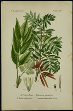 1898ca - Frêne - Planche de