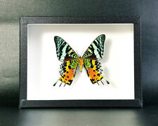 Véritable Papillon : Chrysiridia rhipheus - (insecte, entomologie, taxidermie)