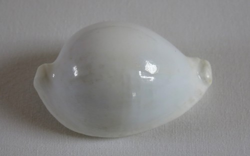 Coquillage beau ancien - coquillage,,