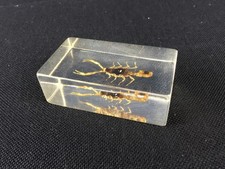 Inclusion résine scorpion
