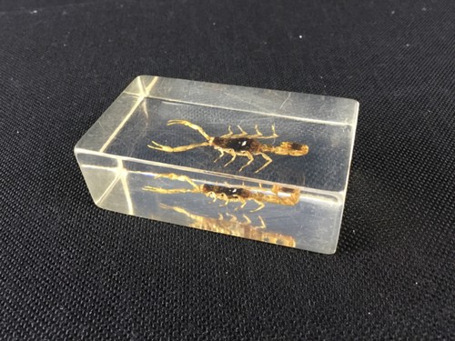 Inclusion résine scorpion