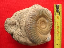 Ammonite du Toarcien 