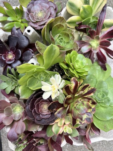 Aeonium collection lot - , .