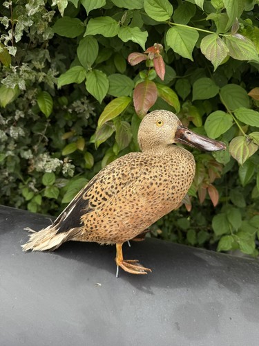 Canard taxidermie souchet - canard,
