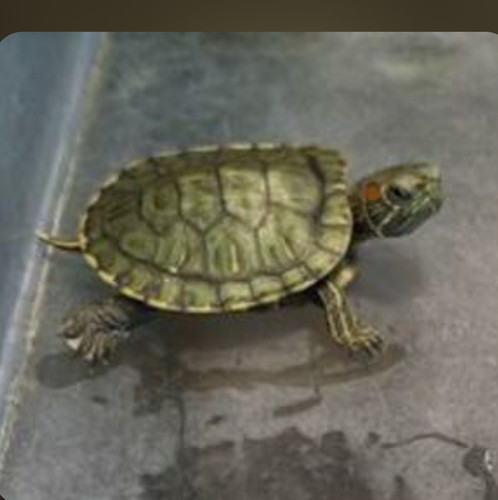 Tortues eau juvéniles - 2,