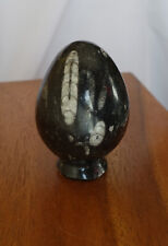 oeuf poli pierre fossile orthoceras collection cabinet curiosités 8.5 cm  400 gr