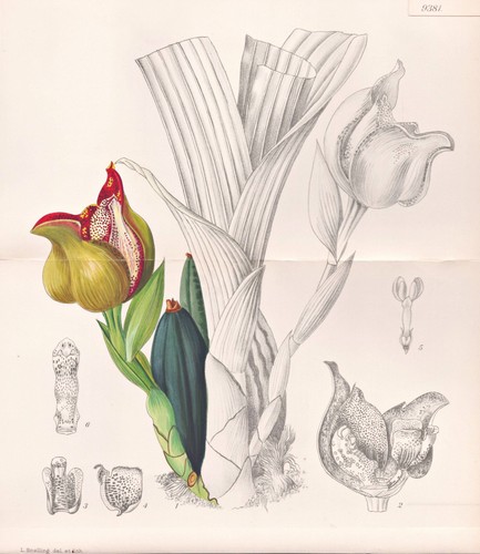 Anguloa brevilabris colombie - brevilabris,