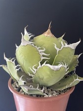 Agave Titanota White Shark Mother plant Beautiful With Big Tooth.