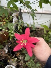 Passiflora antioquiensis - Passiflore d'Antioquia rouge