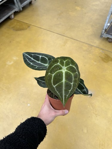 Anthurium Forgetii X
