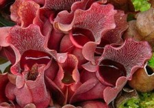 SARRACENIA PURPUREA VENOSA -