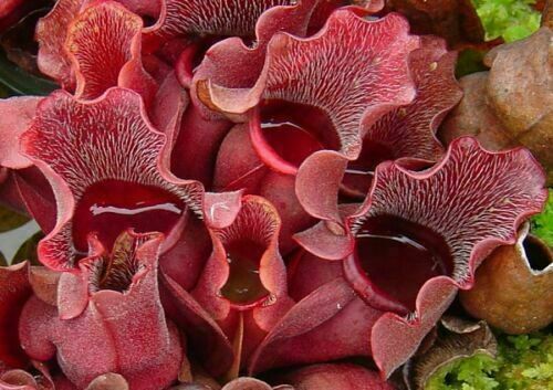 Sarracenia purpurea venosa - sarracenia,