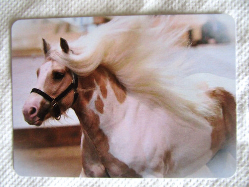 Horse swap card - horse,
