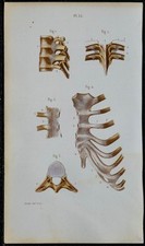 1852 - Planche anatomie