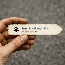 Begonia nelumbiifolia seeds - nelumbiifolia,