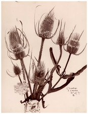 Botanique, Nature Morte, Chardon Cardère vintage albumen print Tirage albuminé