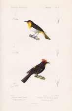 Tangara Schillertangaren