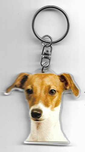 Levrier italien chien porte - italien,