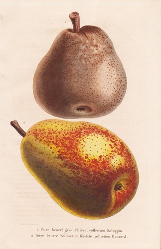 Poire beurre gris birne - beurre,