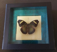 Histoire naturelle entomologie