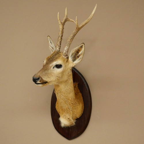 Trophée cerf sibirien - trophée, de