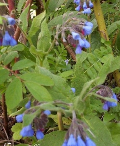 Consoude officinale - ♫,