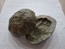 Starlux Préhistoire Trilobite En Nodule