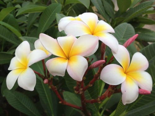 Bouture plumeria - 1, de