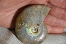 RARE ammonite Beudanticeras