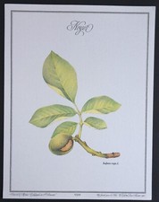 Planche XXIII Un jardin pour