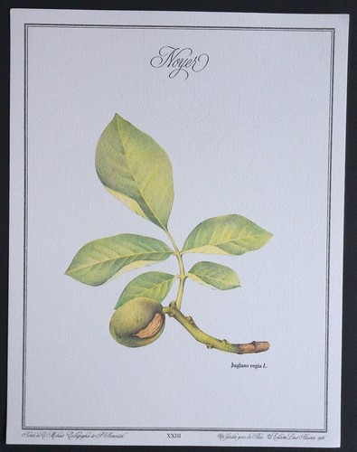 Planche xxiii jardin pour - xxiii,