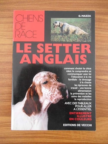Setter anglais mazza g - -, mazza,