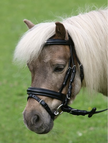 Bride anglais pour poney - anglais,