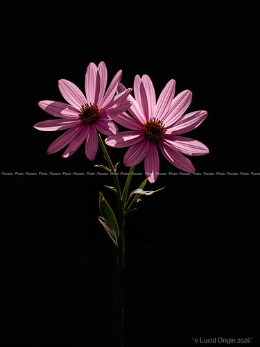 Photo floral kawaii - photo,
