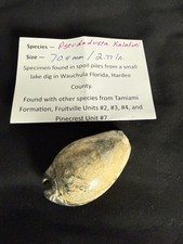 EXTINCT fossilized Cowrie